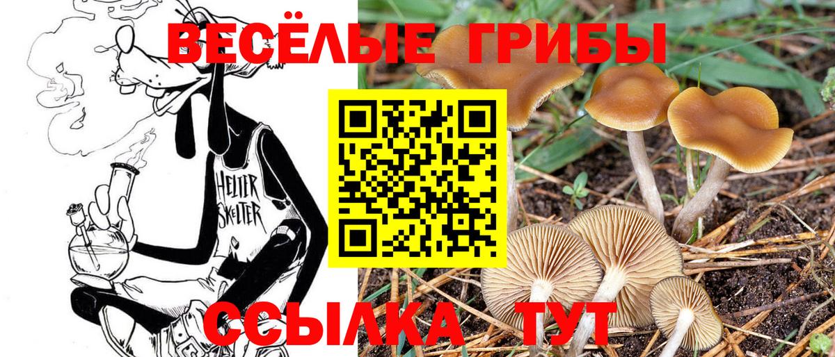 Псилоцибиновые грибы мицелий  Вход с VPN  Ленинск-Кузнецкий 